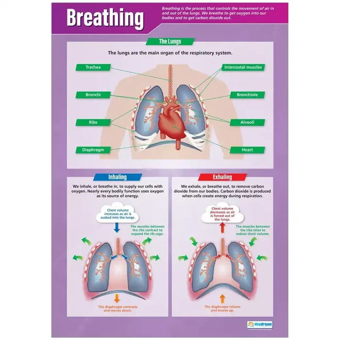SG Education DD WC Breathing web SG Education
