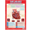 SG Education DD WC The Heart & Circulation Lam web SG Education