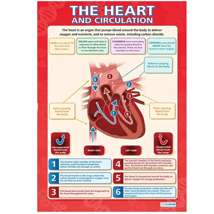 SG Education DD WC The Heart & Circulation Lam web SG Education