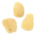 Jakar Jakar Artist Natural Sea SpongeS 10 Pack SG Education